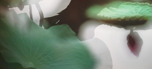 Lotus Fantasia. Art with a big heart.