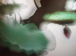 Lotus Fantasia. Art with a big heart