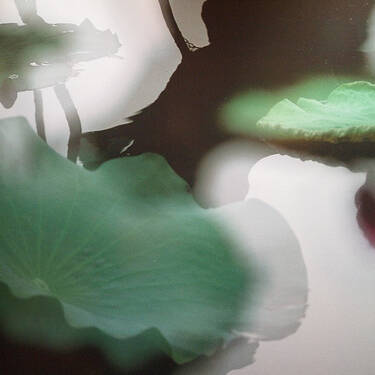 Lotus Fantasia. Art with a big heart
