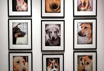 Mongrel – The Photo Exhibition 2012 WOOF! WOOF! WOOF!