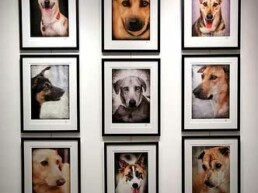 Mongrel - The Photo Exhibition 2012