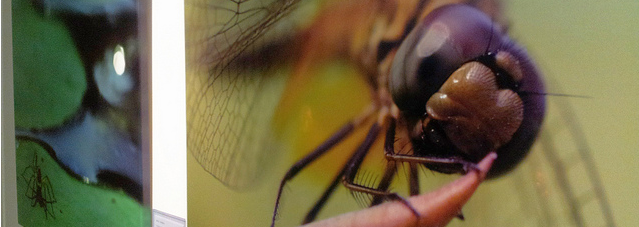 Portraits of Nature by Choo Meng Foo