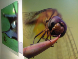 Portraits of Nature by Choo Meng Foo
