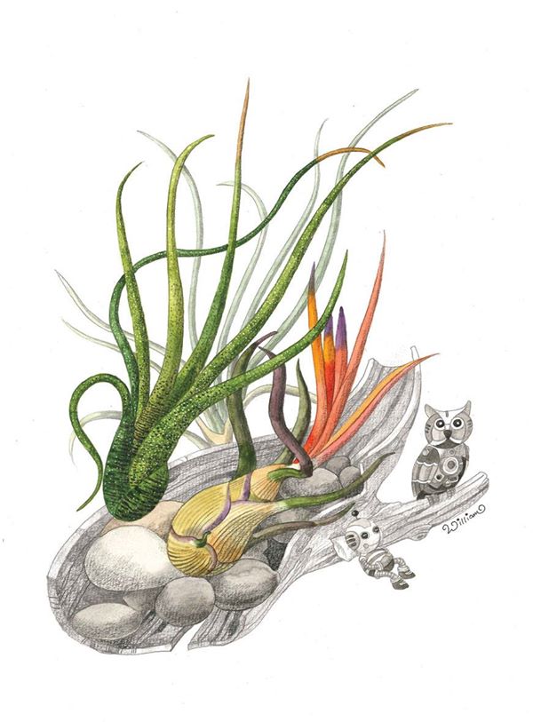 "Tillandsia" by William Sim
