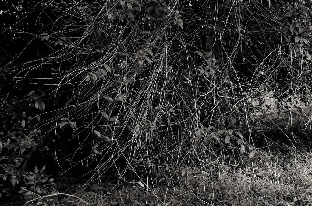 Chua Chye Teck, Beyond wilderness, 2014–16, black and white photograph, 80 x 120 cm. © Courtesy the artist