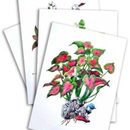 Art Prints by William Sim – Set 1: Eavesdroping the Caladium, Courting the Garden Croton, A Spray of Butterflies, Swathe of Velvet Tones