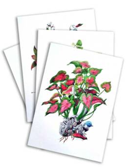 Art Prints by William Sim – Set 1: Eavesdroping the Caladium, Courting the Garden Croton, A Spray of Butterflies, Swathe of Velvet Tones