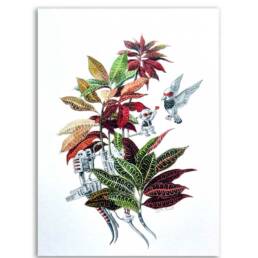 Art Prints by William Sim – Set 1: Eavesdroping the Caladium, Courting the Garden Croton, A Spray of Butterflies, Swathe of Velvet Tones