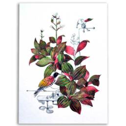 Art Prints by William Sim – Set 1: Eavesdroping the Caladium, Courting the Garden Croton, A Spray of Butterflies, Swathe of Velvet Tones