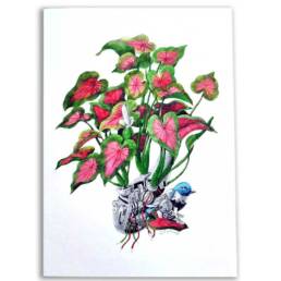 Art Prints by William Sim – Set 1: Eavesdroping the Caladium, Courting the Garden Croton, A Spray of Butterflies, Swathe of Velvet Tones