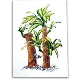 Art Prints by William Sim – Set 2: Cornstalk Plant, Red-Leaf Hibiscus, Lantana