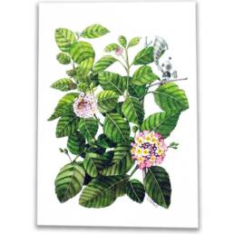 Art Prints by William Sim – Set 2: Cornstalk Plant, Red-Leaf Hibiscus, Lantana