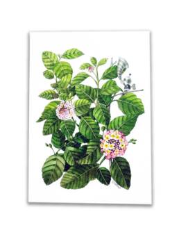 Art Prints by William Sim – Set 2: Cornstalk Plant, Red-Leaf Hibiscus, Lantana